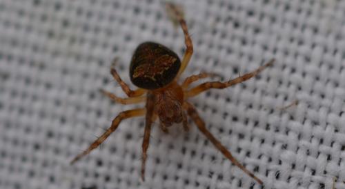 Araneus (sturmi-triguttatus)